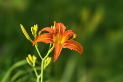 2026105 萱草花
