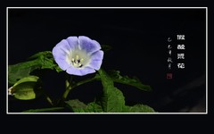 漂亮的野花-假酸浆花