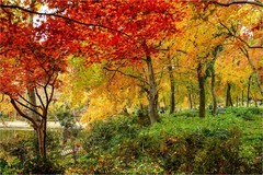 2025年第0883贴-苏州天平山红枫季旅拍（1221）