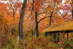 2025年第0882贴-苏州天平山红枫季旅拍（1221）