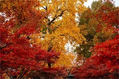 2025年第0882贴-苏州天平山红枫季旅拍（1221）