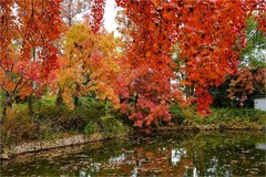 2025年第0882贴-苏州天平山红枫季旅拍（1221）