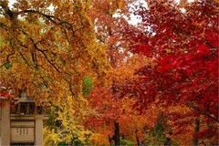 2025年第0883贴-苏州天平山红枫季旅拍（1221）