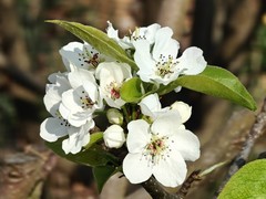 拍摄花卉一（957）