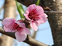 拍摄花卉一（957）