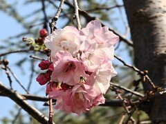 拍摄花卉一（958）