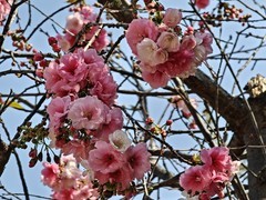 拍摄花卉一（958）