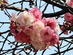 拍摄花卉一（958）