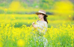 洋湖湿地多彩油菜花--4