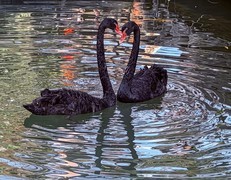 天鹅荡漾的湖面 2-2