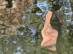 天鹅荡漾的湖面 2-2