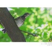 线绣菊 燕子 乌鸫 灰喜鹊