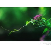 线绣菊 燕子 乌鸫 灰喜鹊