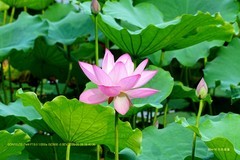 荷香 （广州 荔湾湖）（二）