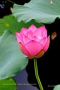 荷香 （广州 荔湾湖）（二）