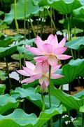 荷香 （广州 荔湾湖）（二）