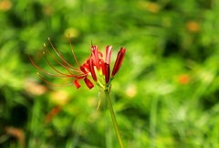 石蒜花
