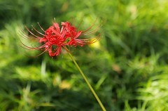 石蒜花
