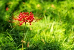 石蒜花
