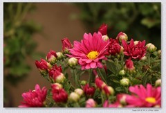 小菊花【丙午年-390】