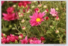 小菊花【丙午年-390】
