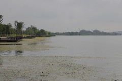 松雅湖湿地公园2