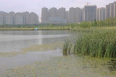 松雅湖湿地公园2