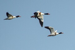 北戴河湿地的鸟儿们（14）-----赤嘴鸭