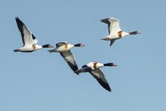 北戴河湿地的鸟儿们（14）-----赤嘴鸭