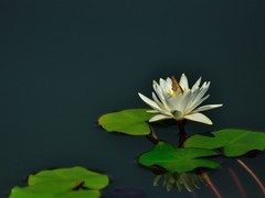 【视觉光影】荷 莲 悦 色（31）