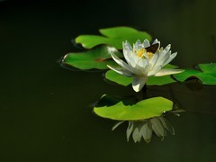 【视觉光影】荷 莲 悦 色（31）