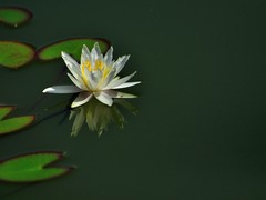 【视觉光影】荷 莲 悦 色（31）