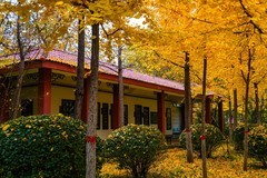 色彩斑斓的深秋—(再续)