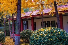 色彩斑斓的深秋—(再续)