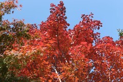 秋天的随拍（五）