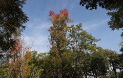 秋天的随拍（五）