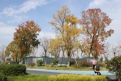 秋天的随拍（五）