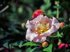 茶花