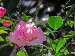 茶花