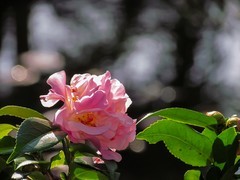 茶花