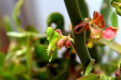 1436【不老松：纪实摄影】《异国风情录》三国演义：新加坡、马來西亚、泰国游记！（01