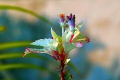 1436【不老松：纪实摄影】《异国风情录》三国演义：新加坡、马來西亚、泰国游记！（01