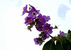 1436【不老松：纪实摄影】《异国风情录》三国演义：新加坡、马來西亚、泰国游记！（01