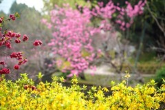 无锡蠡园春色