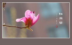 火炬般的红玉兰花