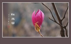 火炬般的红玉兰花