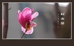 火炬般的红玉兰花