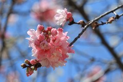 拍摄花卉一（1107）
