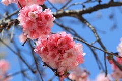 拍摄花卉一（1107）