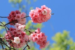拍摄花卉一（1107）